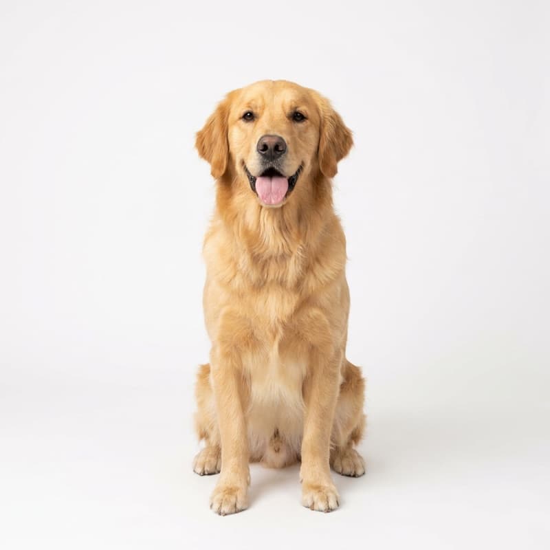 A golden retriever photographed sitting against a plain background